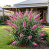 Pink Profusion Buddleia