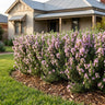 Pink Remembrance Rosemary