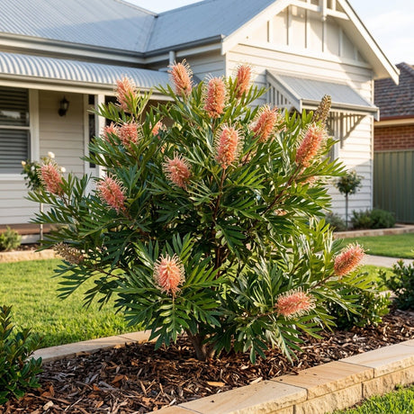 Pink Surprise Grevillea