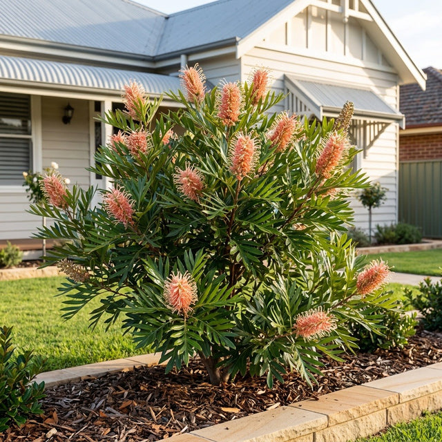 Pink Surprise Grevillea (Grevillea hybrid 'Pink Surprise') growing in a mulched garden bed in front of an Australian home