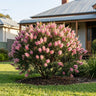 Pink Surprise Honey Myrtle