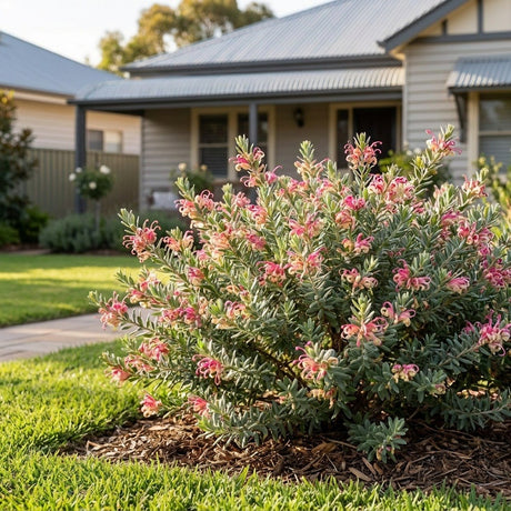 Pinky Petite Grevillea