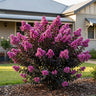 Pinky Pink™ Crepe Myrtle