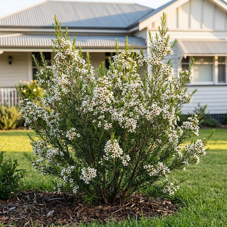 Geraldton Wax (Chamelaucium floriferum)