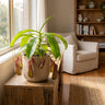 Pitcher Plant