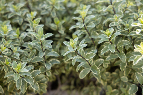 Ivory Sheen Kohuhu - Pittosporum tenuifolium 'Ivory Sheen' - Brisbane Plant Nursery