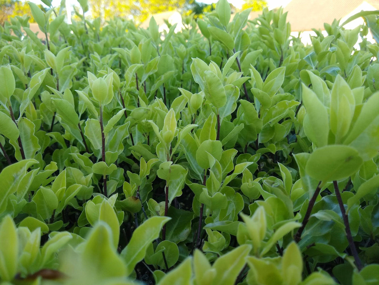 Screen Between Kohuhu - Pittosporum tenuifolium 'Screen Between' - Brisbane Plant Nursery