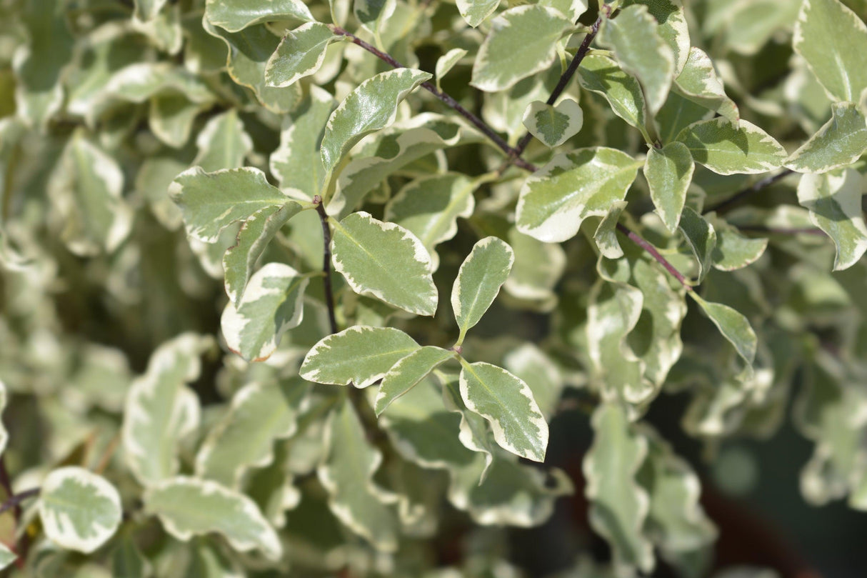 Silver Sheen Dream Kohuhu - Pittosporum tenuifolium 'Silver Sheen Dream' - Brisbane Plant Nursery