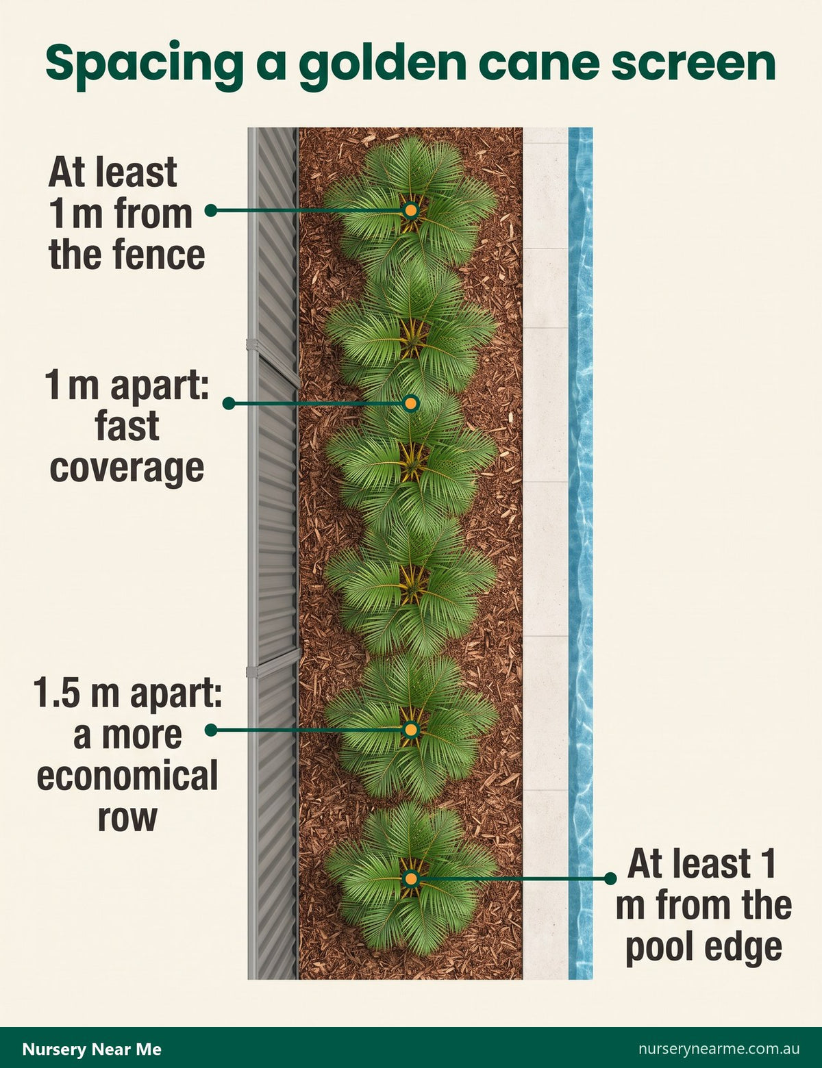 Plan diagram of a golden cane palm screen: 1 to 1.5 m apart and 1 m from the fence and pool edge
