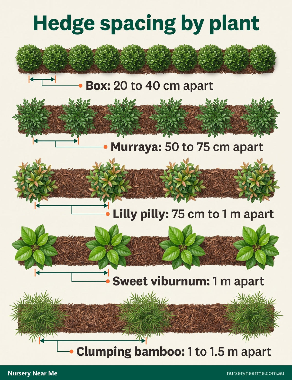 Plan diagram of hedge spacing for box, murraya, lilly pilly, sweet viburnum and clumping bamboo