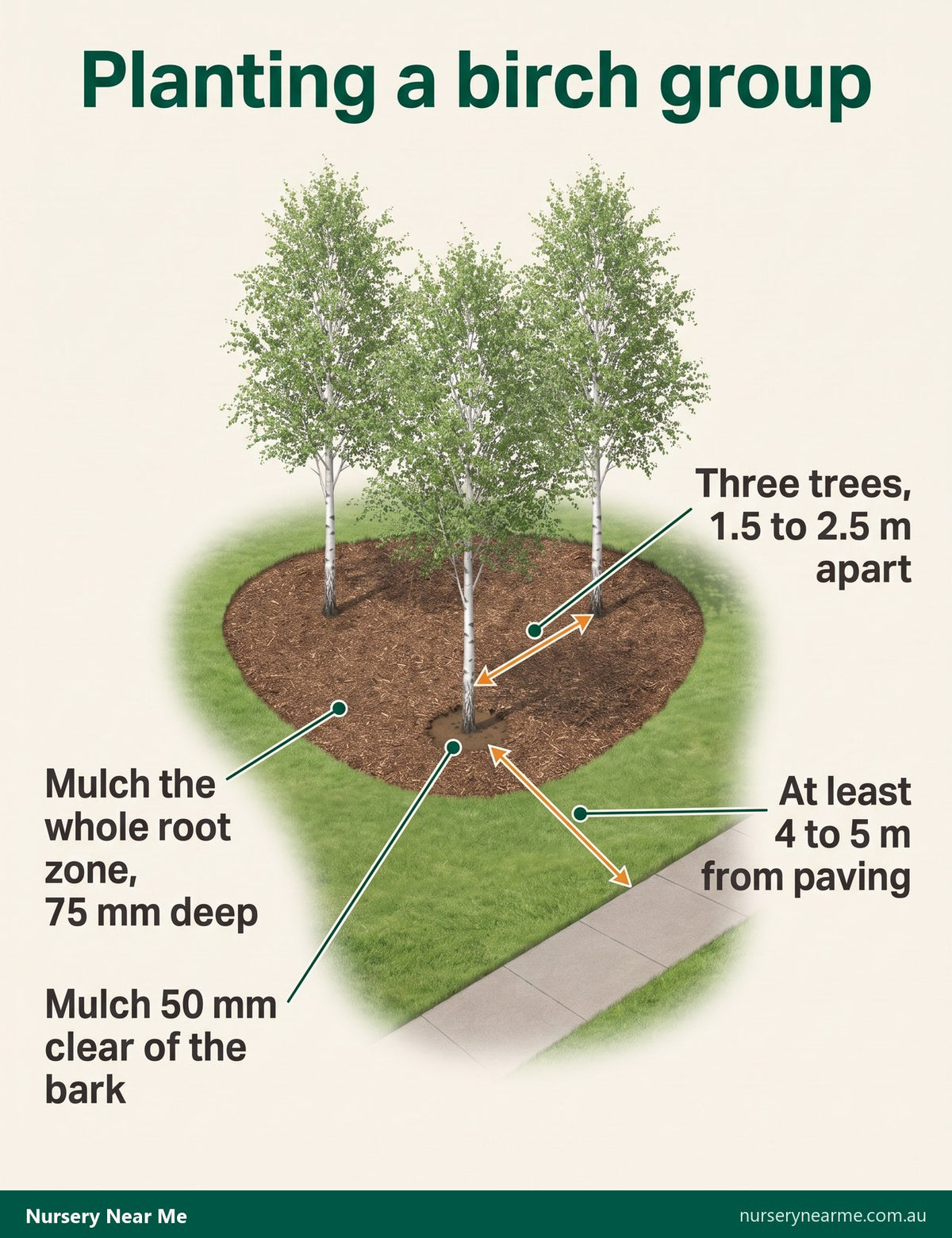 Plan diagram of three silver birches 1.5 to 2.5 m apart in one mulched bed, 4 to 5 m from paving