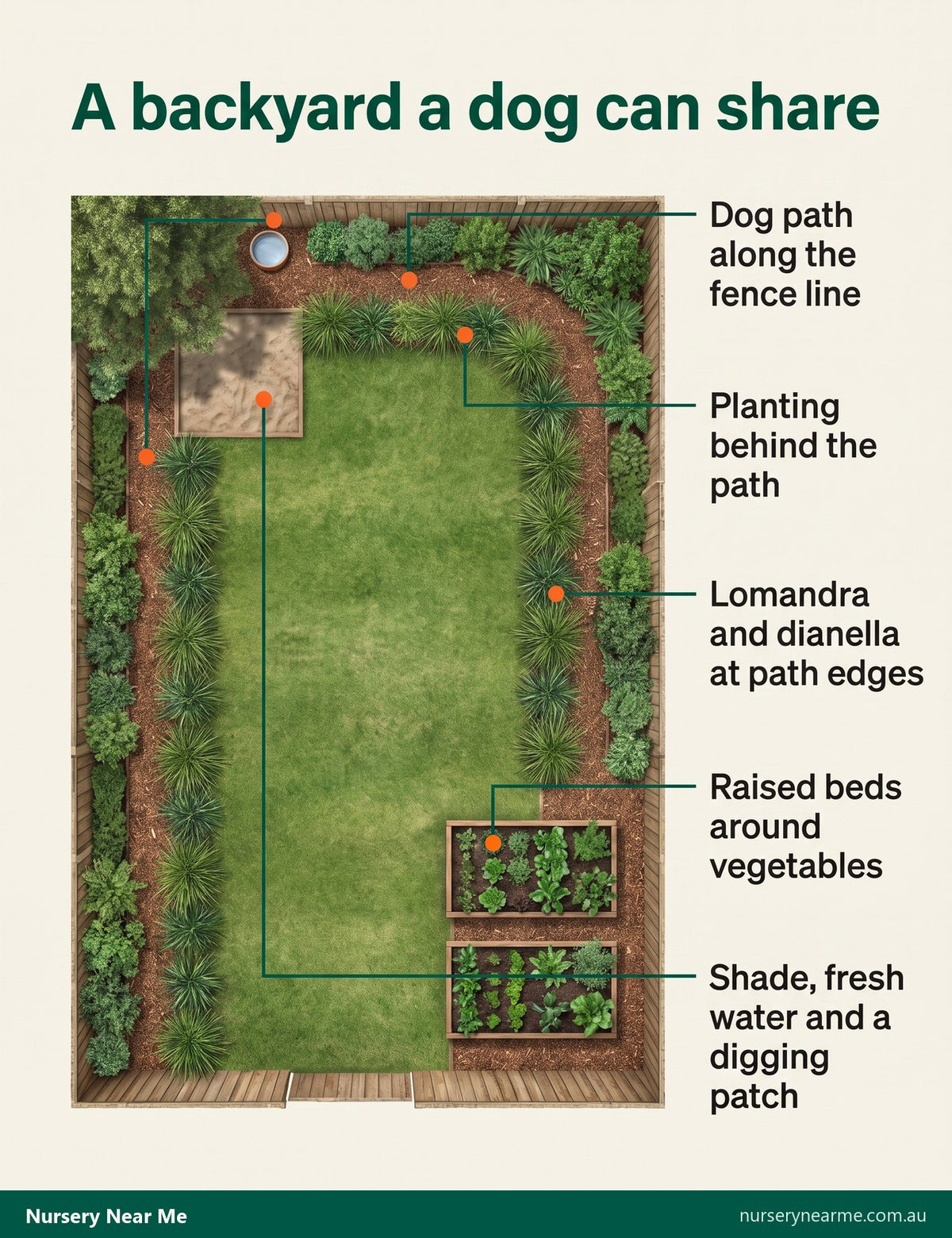 Plan of a dog-friendly backyard: fence-line path, planting behind, raised vegetable beds, shade, water and digging patch