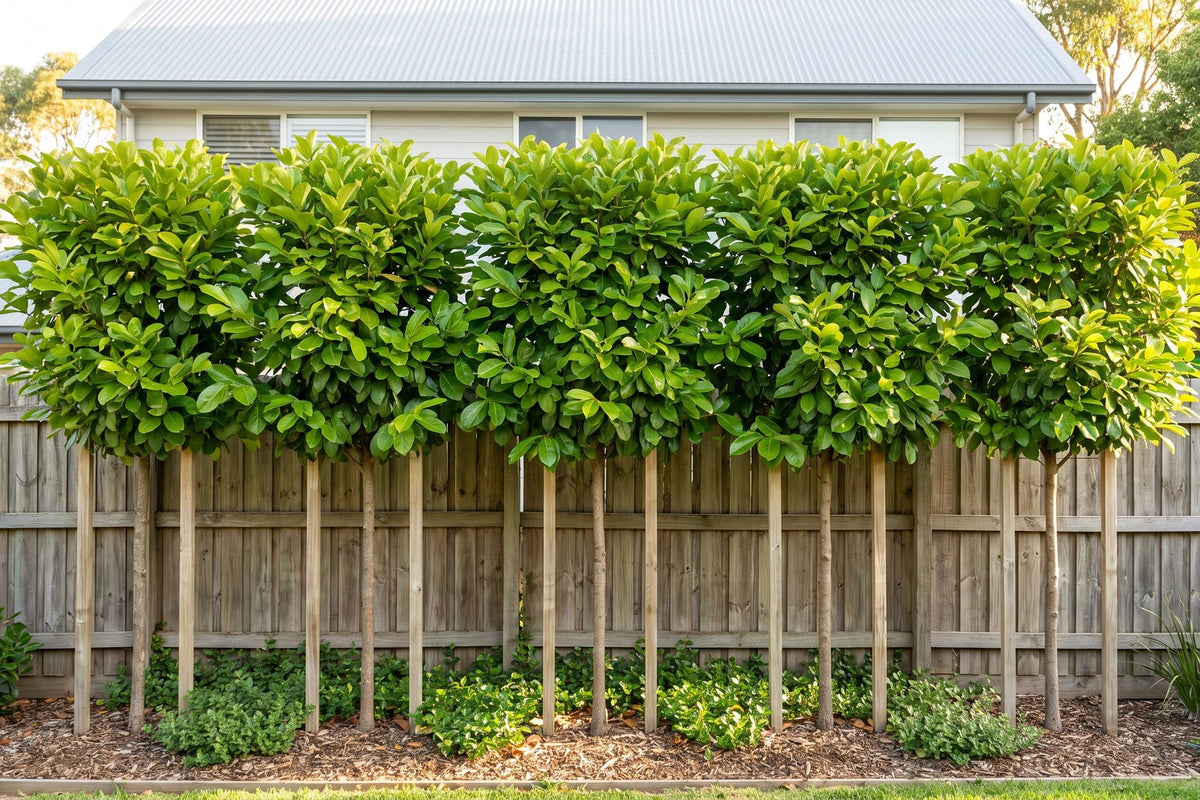 Pleached sweet viburnum hedge on bare trunks screening above a timber paling fence