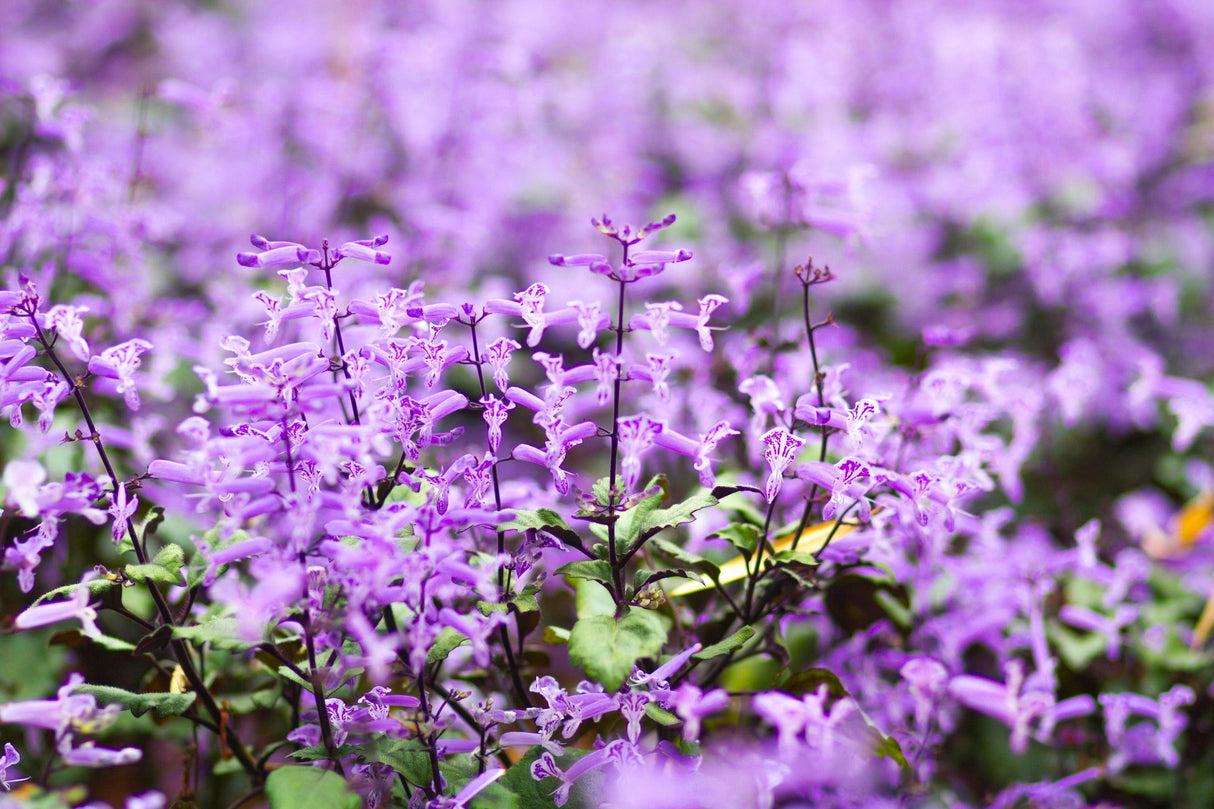 Mona Amethyst Spur Flower - Plectranthus 'Mona Amethyst' - Brisbane Plant Nursery