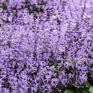 Mona Lavender Spur Flower