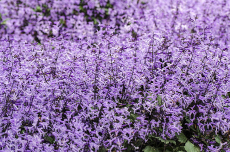 Mona Lavender Spur Flower - Plectranthus 'Mona Lavender' - Brisbane Plant Nursery