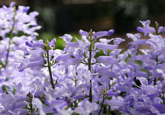 Velvet Elvis Spur Flower - Plectranthus 'Velvet Elvis' - Brisbane Plant Nursery