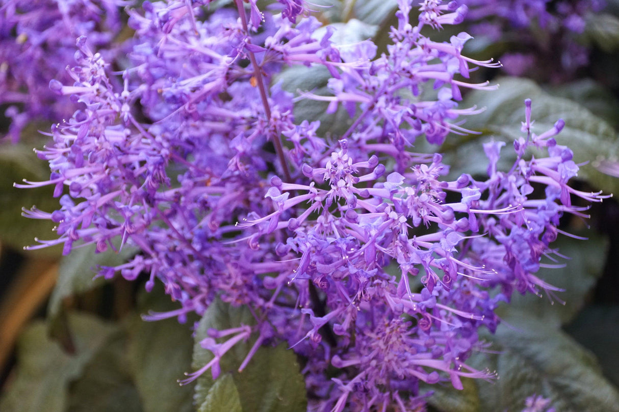 Velvet Idol Spur Flower - Plectranthus 'Velvet Idol' - Brisbane Plant Nursery