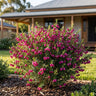 Plum Bells Boronia