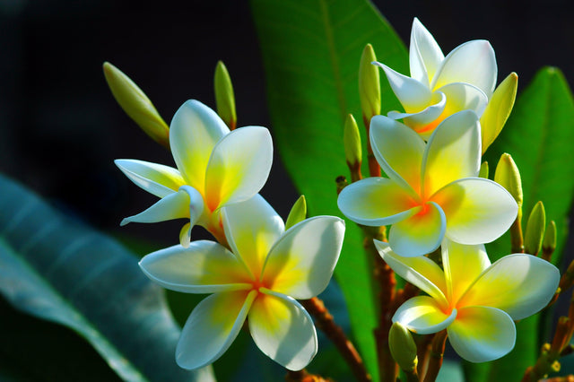 Pointed-leaf Frangipani - Plumeria acuta - Brisbane Plant Nursery