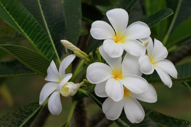 Singapore White Frangipani - Plumeria obtusa - Brisbane Plant Nursery