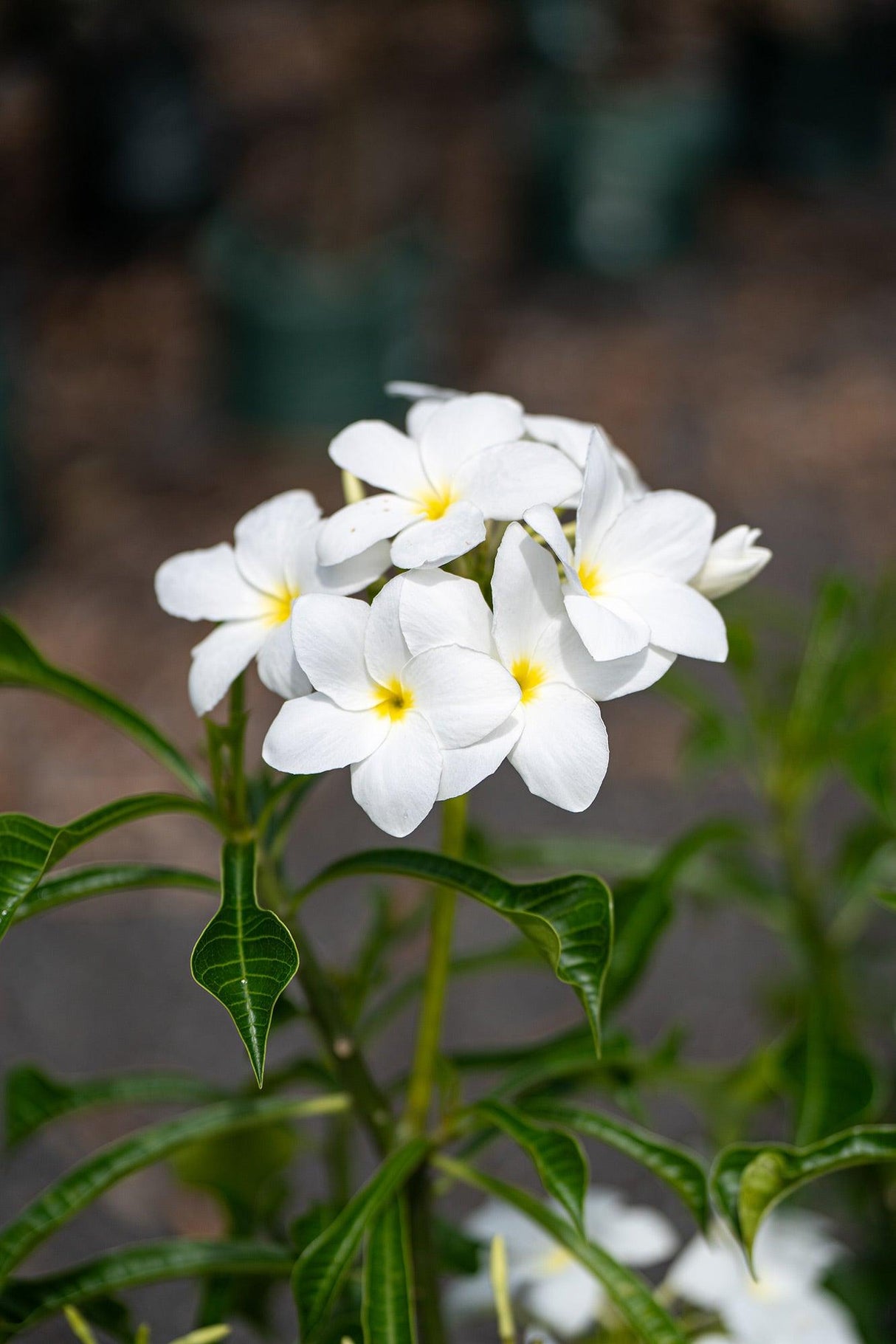 Evergreen Frangipani - Plumeria pudica - Brisbane Plant Nursery