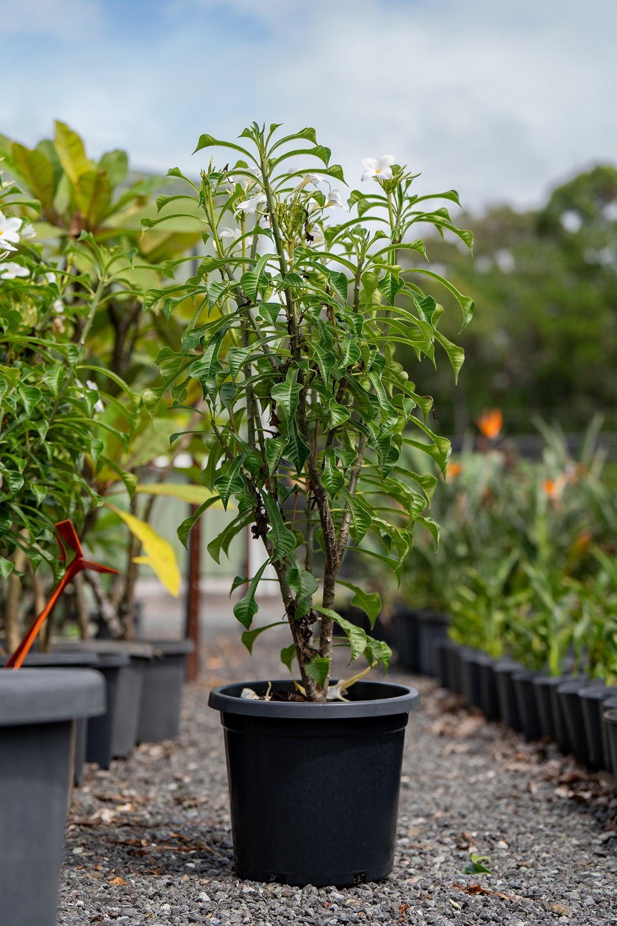 Evergreen Frangipani - Plumeria pudica - Brisbane Plant Nursery