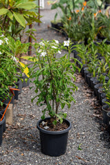 Evergreen Frangipani - Plumeria pudica - Brisbane Plant Nursery