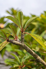 Pink Frangipani - Plumeria rubra - Brisbane Plant Nursery