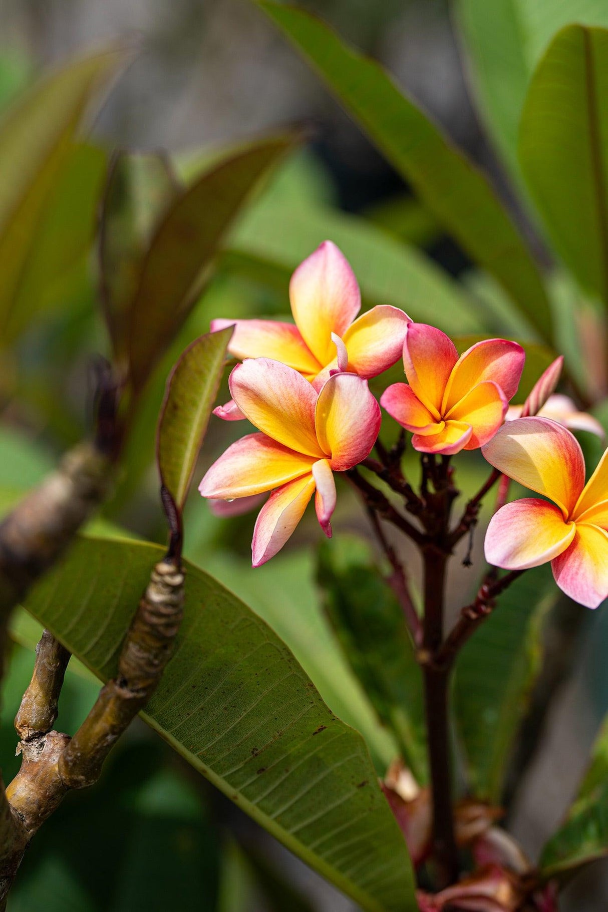 Pink Frangipani - Plumeria rubra - Brisbane Plant Nursery