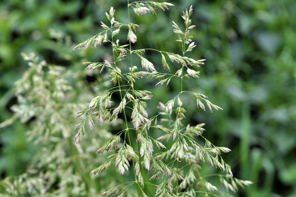 Common Tussock Grass - Poa labillardieri - Brisbane Plant Nursery