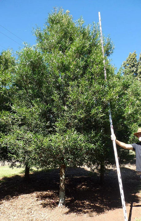 PODOCARPUS elatus (Plum or Brown Pine) - Ex Ground - Brisbane Plant Nursery