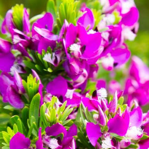 Dwarf Sweet Pea Shrub