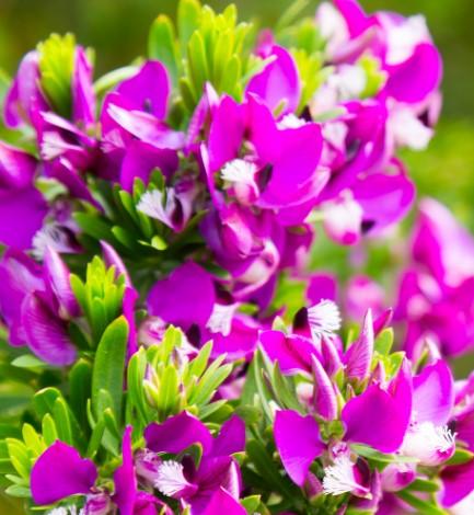 Dwarf Sweet Pea Shrub - Polygala myrtifolia 'Little Bibi' - Brisbane Plant Nursery