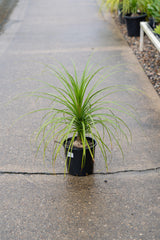 Ponytail Palm - Beaucarnea recurvata - Brisbane Plant Nursery