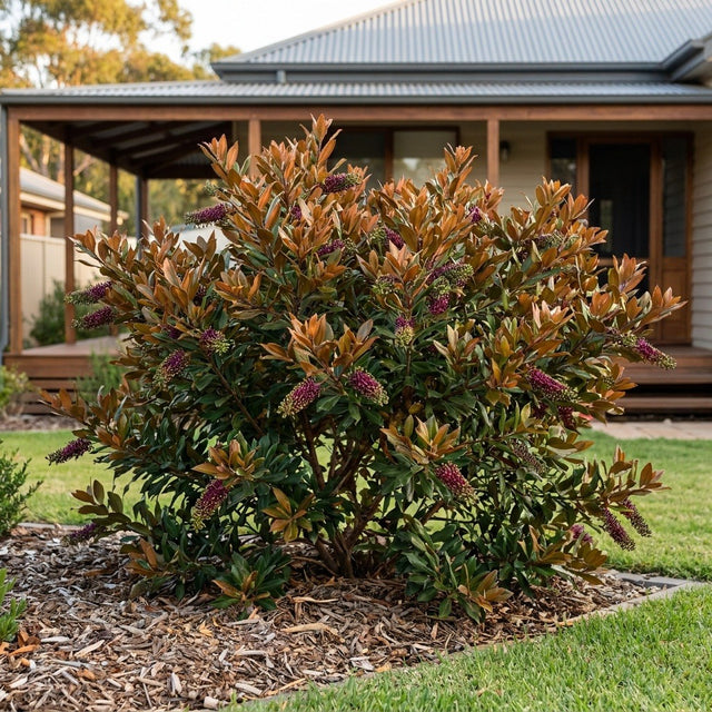 Poorinda Peter Grevillea