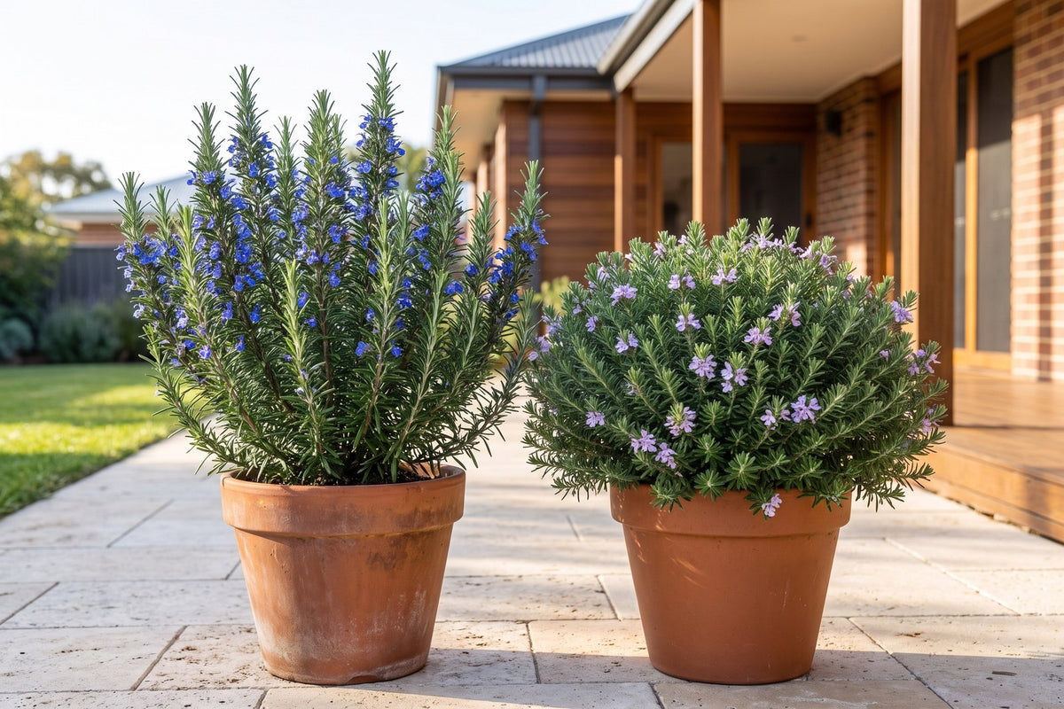 Potted Tuscan Blue rosemary beside a potted Jervis Gem westringia for comparison