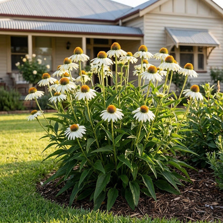 Coneflower (Echinacea purpurea)