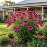 Pow Wow Wild Berry Coneflower
