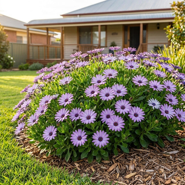 Power Packed Blue Cape Daisy