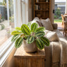 Prayer Plant