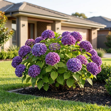 Hydrangea (Hydrangea macrophylla)