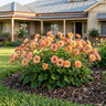 Pretticoats Peach Geum