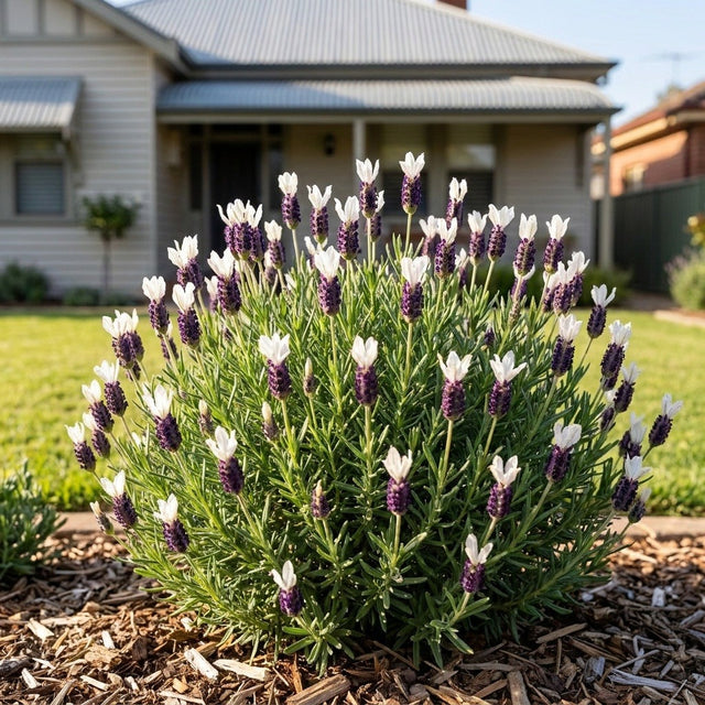 Pretty Polly Italian Lavender