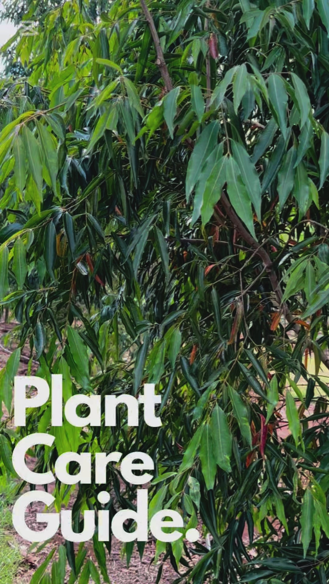 Weeping Lilly Pilly Tree - Waterhousia floribunda