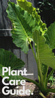 Elephants Ear Plant - Alocasia brisbanensis