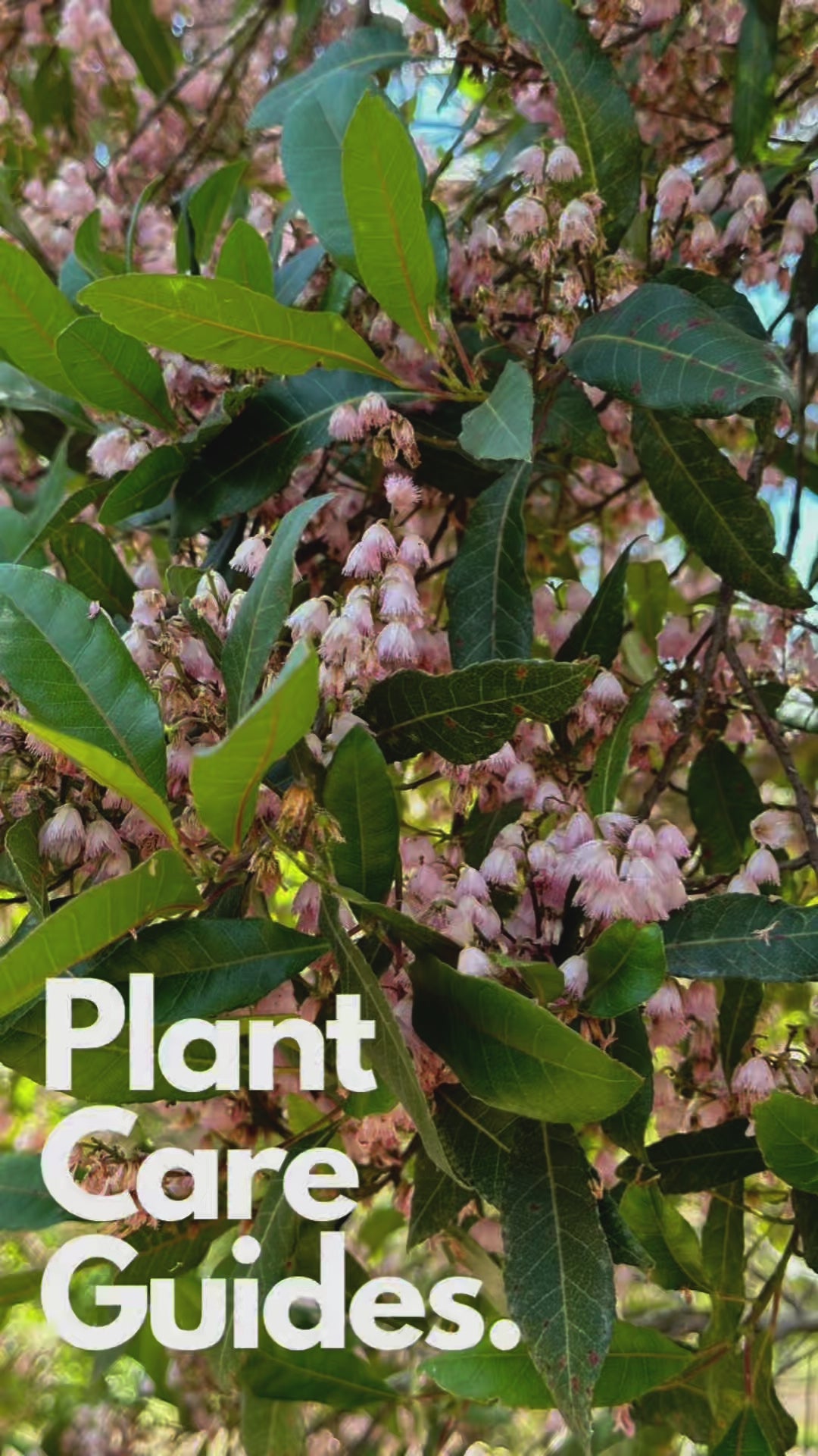 Blueberry Ash Tree - Elaeocarpus reticulatus