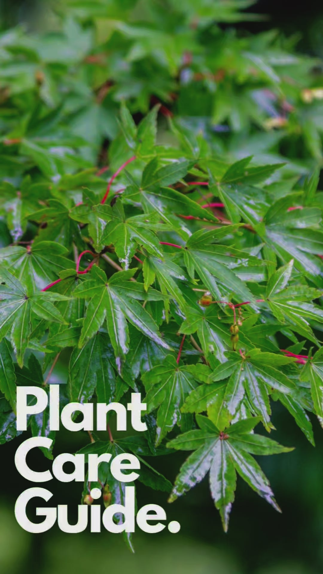 Japanese Maple Tree - Acer palmatum