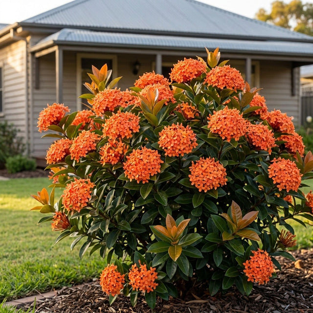 Prince of Orange Ixora (Ixora chinensis 'Prince of Orange') growing in a mulched garden bed in front of an Australian home