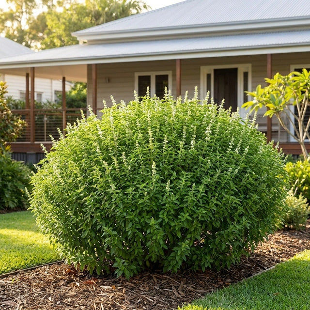 Profusion Basil (Ocimum basilicum)